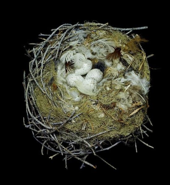 Nest of a Grey Jay by Sharon Beals